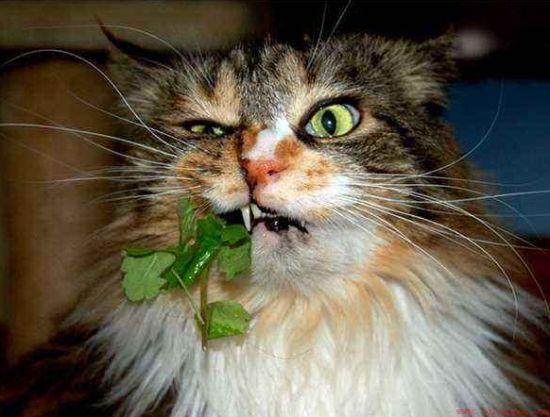 家里的薄荷对猫有没有影响
