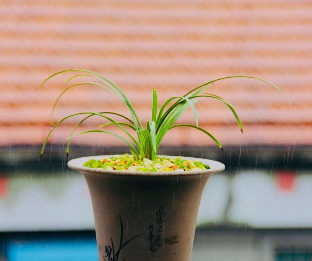 养殖兰花最好盆土具备3个特点