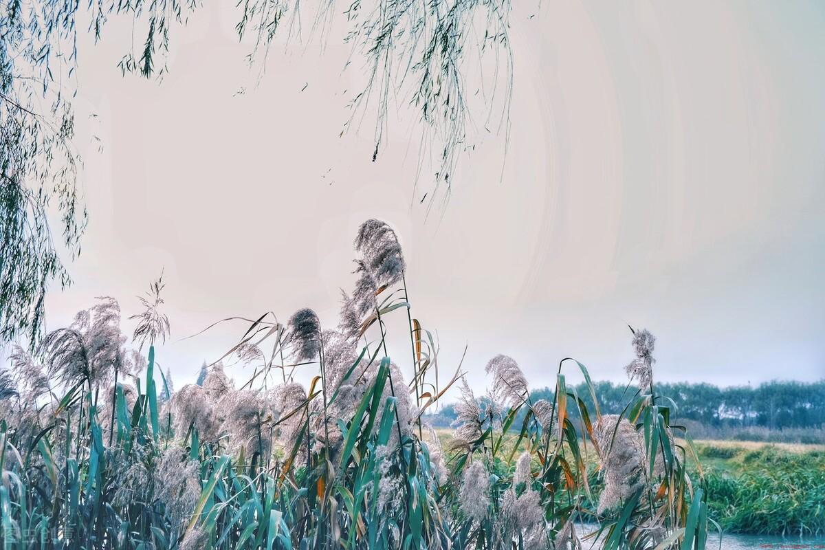 蒹葭苍苍代表啥意思