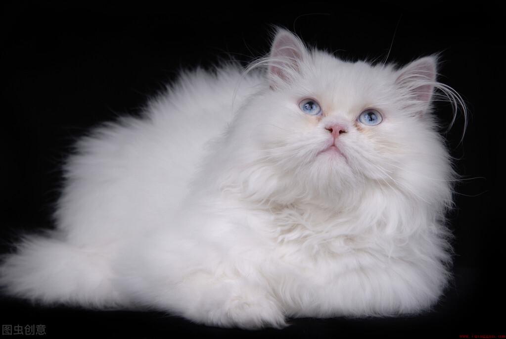 白色的猫咪叫什么名字