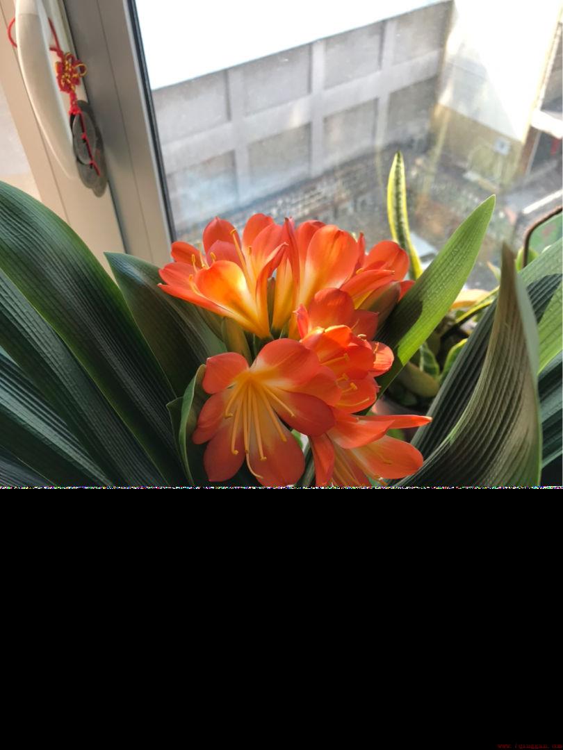 君子兰花夹在中间长不出来怎么办