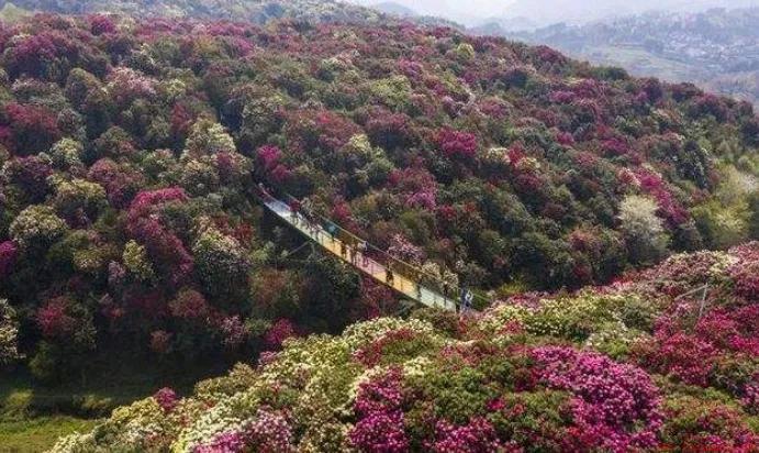贵州百里杜鹃花期是什么时候