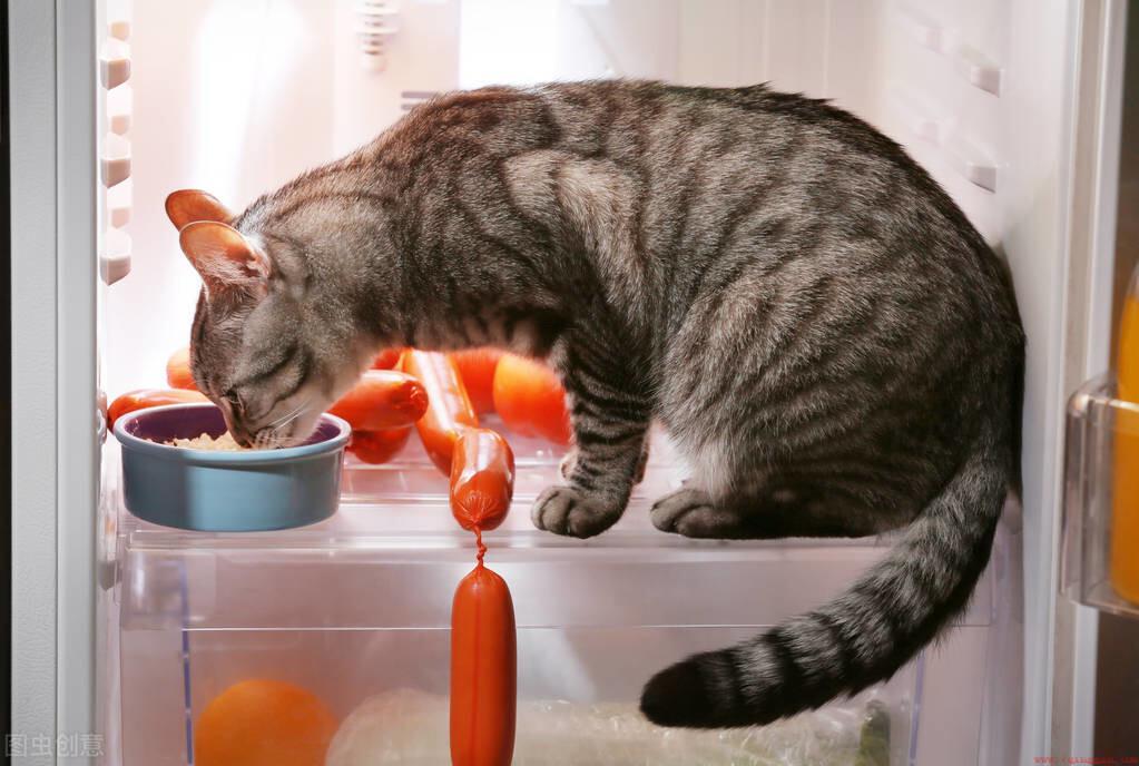 家养宠物猫5招延长寿命