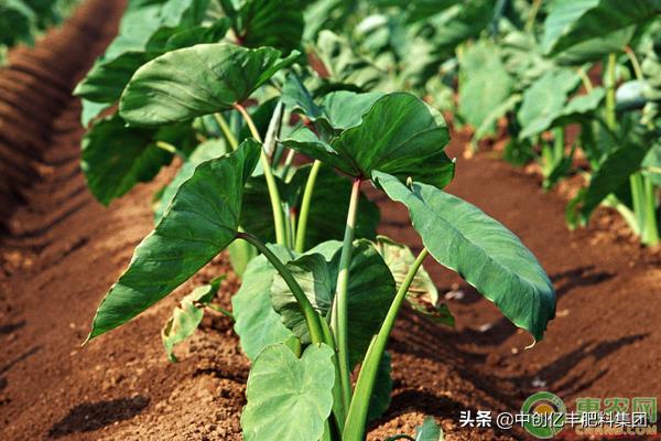 芋头高产种植与提高收益新技术