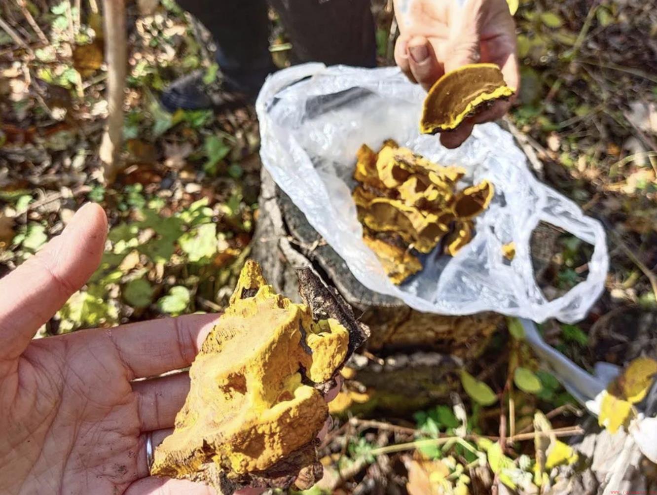 桑黄种植真的挣钱吗