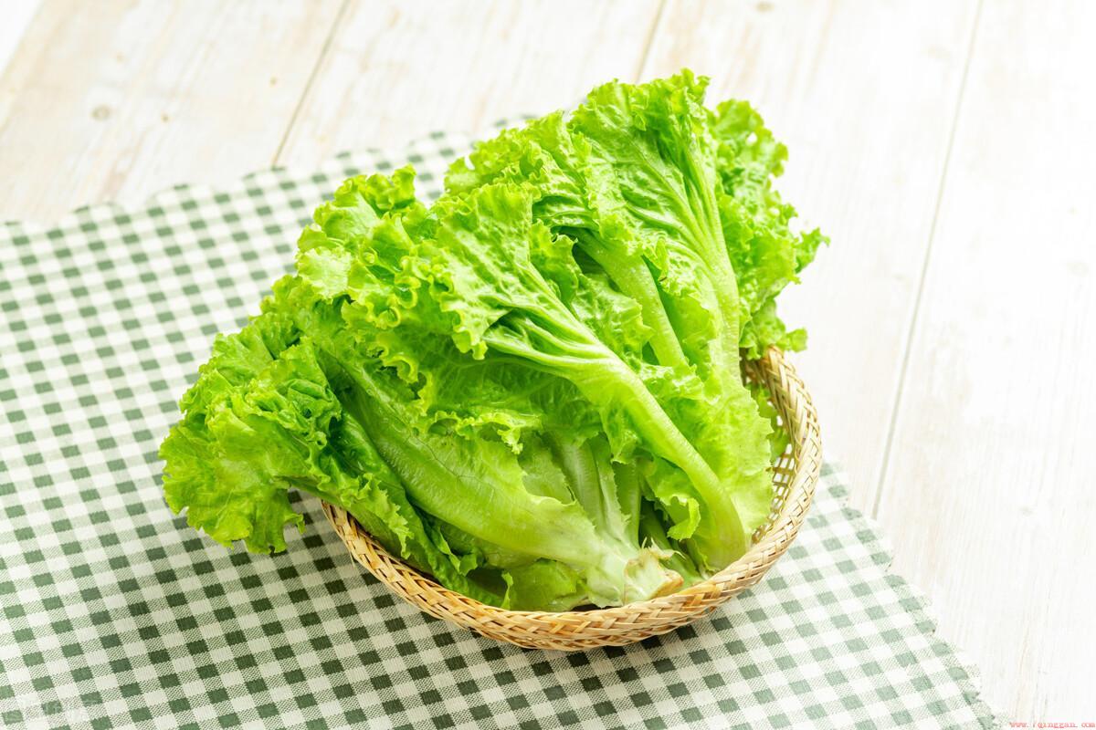种上44种菜好养又好吃