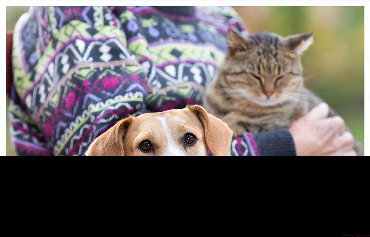 在家养猫对比养狗哪个更好