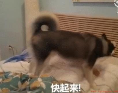 宠物狗挨着主人睡觉原因