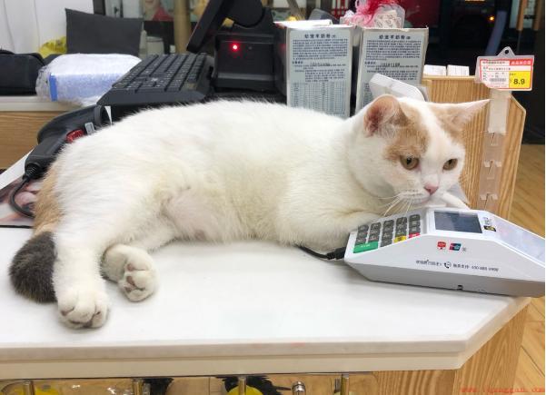 家养的猫走丢了去哪些地方找