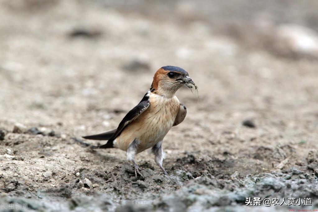 燕子家里搭窝代表鸿运当头吗