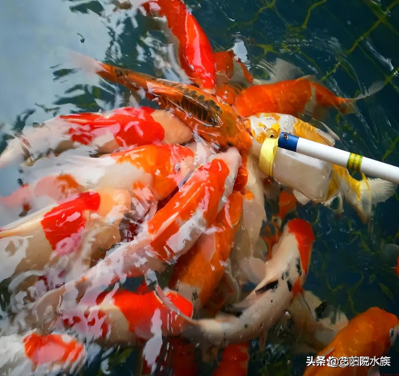 皮实又好养的八种观赏鱼