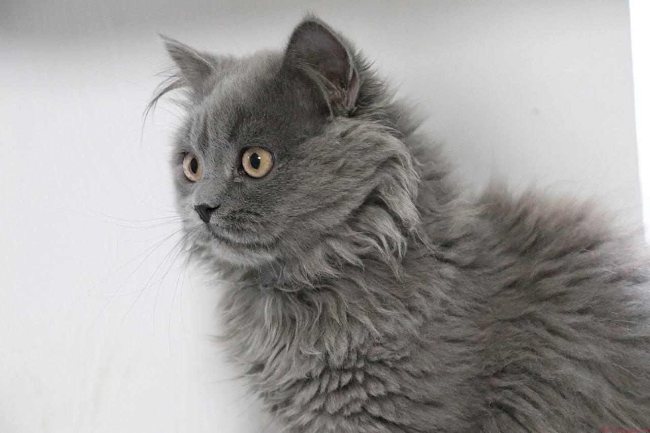英短蓝猫讨人厌的5个原因
