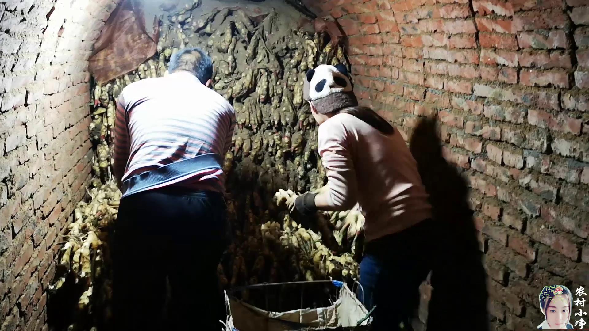 生姜种植技术大全（种植生姜需要具备的条件以及方法步骤）