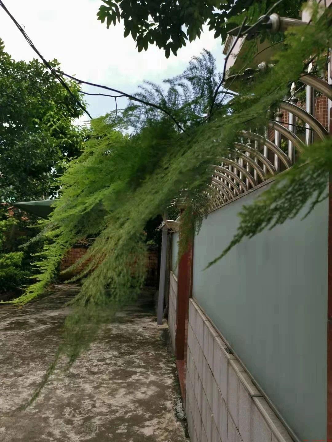 盆栽文竹变黄了应该怎么处理（家庭养文竹叶子发黄补救方法）
