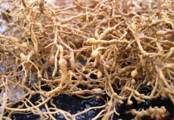 阿维菌素主要治什么虫效果最好（使用阿维菌素注意事项）