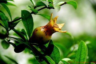 什么是被子植物（生物知识之被子植物它的一生这么奇妙）