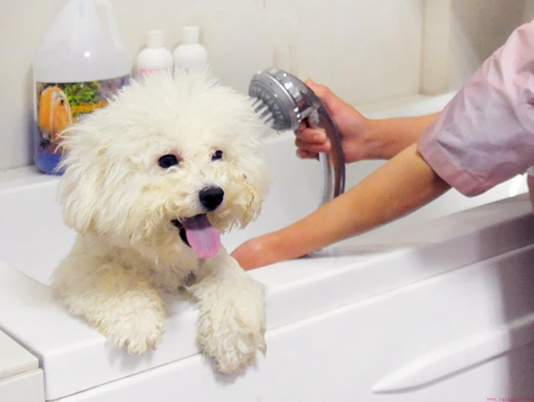 狗狗洗澡一次费用多少（介绍狗狗洗澡一次的平均费用）