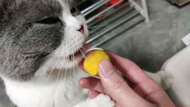 小猫是否可以吃蛋黄（讨论小猫是否适合食用蛋黄）