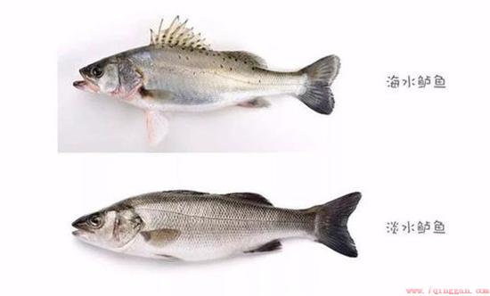 海鲈是海鱼还是淡水鱼