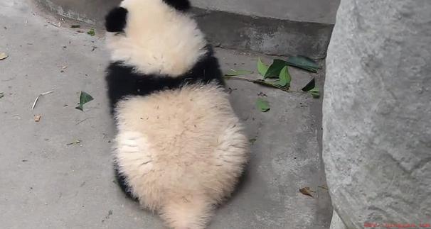 熊猫的尾巴是什么颜色