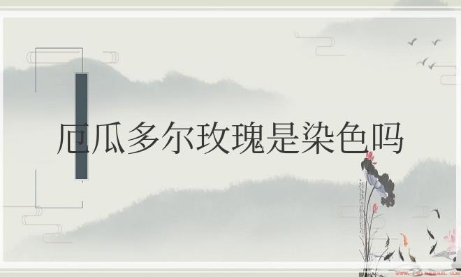 厄瓜多尔玫瑰是染色吗？