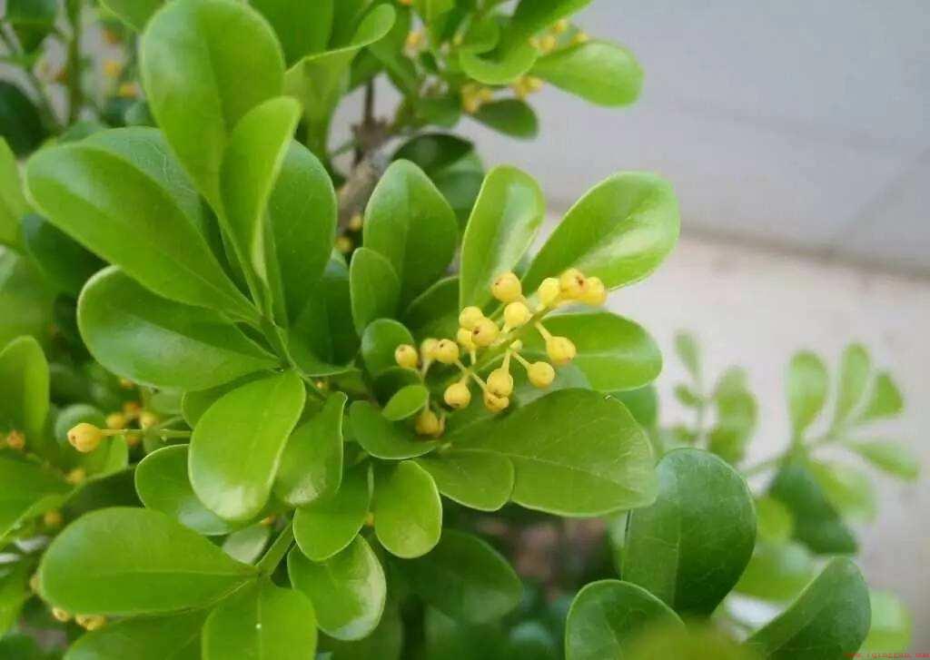 米兰花的寓意和象征风水