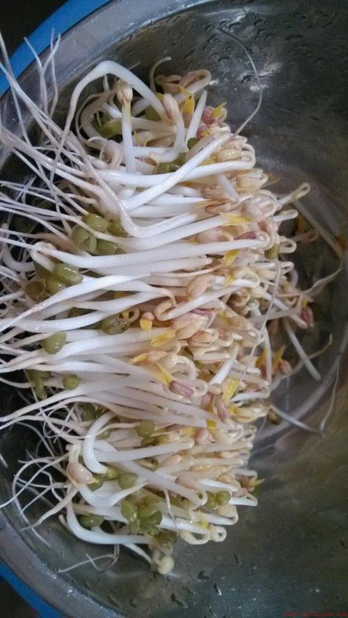 绿豆芽的根须用不用摘掉