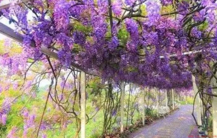 紫藤花树适合北方种植吗