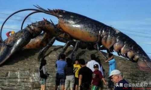 世界上有多大的龙虾？