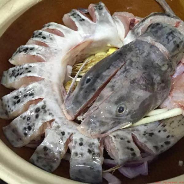 芝麻剑鱼的学名叫斑鱯