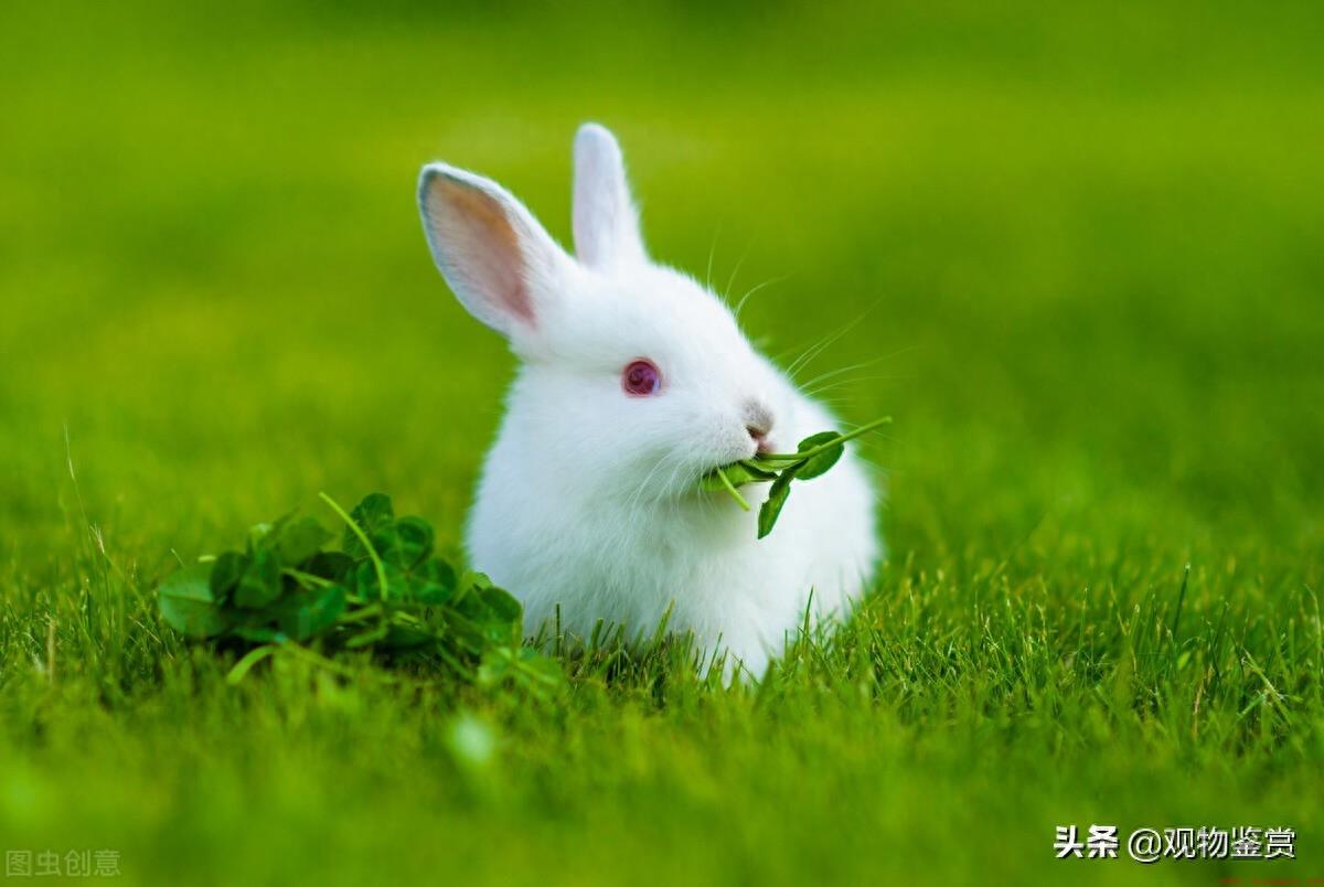 兔子寿命的影响因素