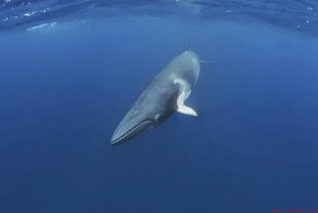 全球最大的十种鲸鱼