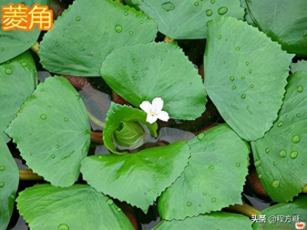 菱角是什么植物结的果实