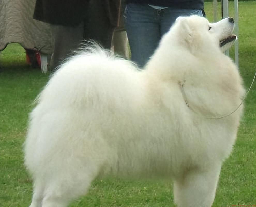 世界上四种最杰出的雪橇犬