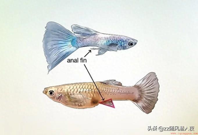 分辨孔雀鱼的雌雄技巧