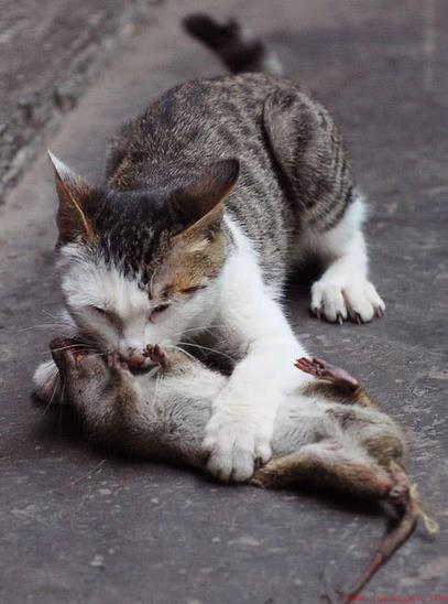 大猫总咬小猫叫的特别惨