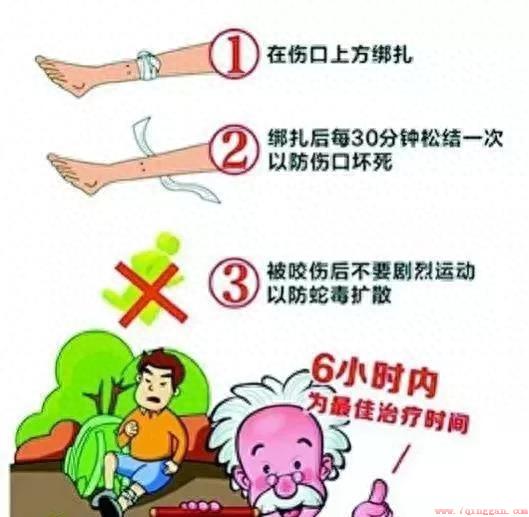 银环蛇的毒性到底有多强