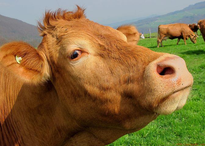 养十头黄牛一年能赚多少钱
