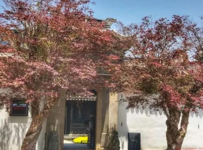 风水学家门前有树吉利吗