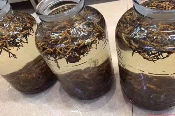 一斤酒泡几根虫草