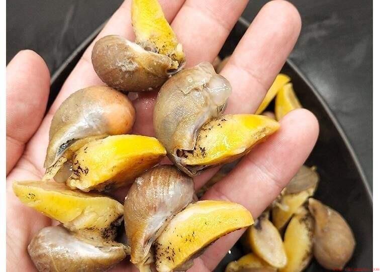 鲍螺是海里的还是河里的