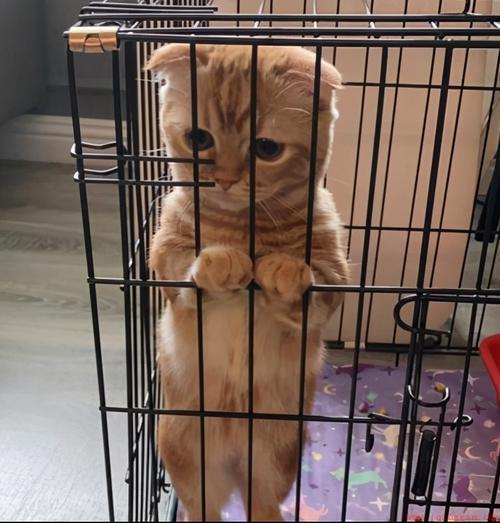 小猫关在笼子里一直叫怎么办而且发脾气