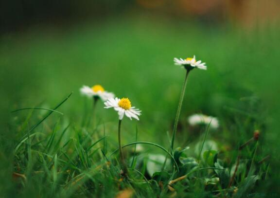 诗和远方的唯美句子