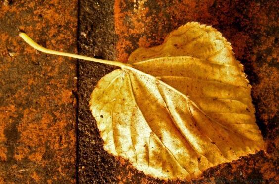 枫叶的优美句子20字