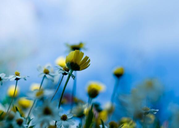 有苦难言的句子