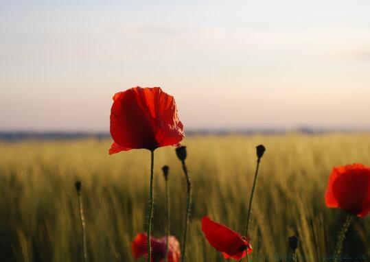 一面之缘的唯美句子