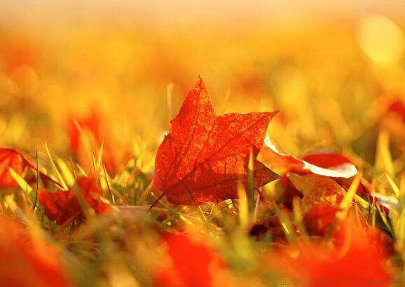 容颜不老的唯美句子