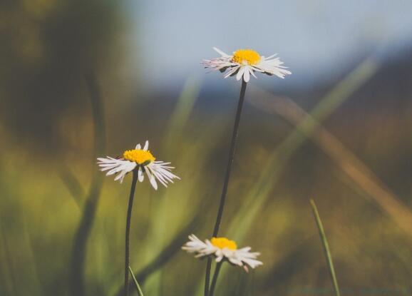 小鹿乱撞的唯美句子