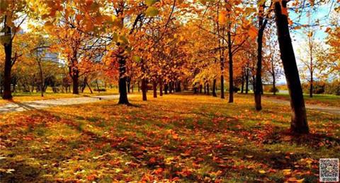 借景抒情的优美句子