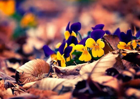 重阳节优美句子简短